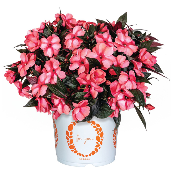 New Guinea impatiens hawkerii 'Magnum Rose Star'
