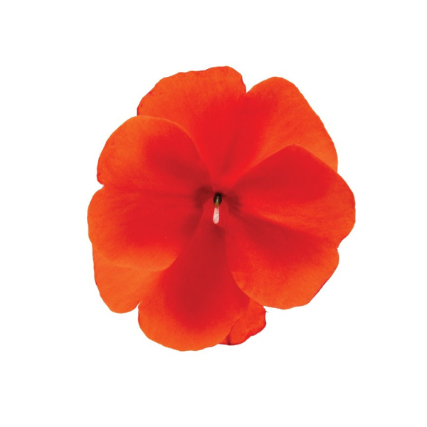 New Guinea impatiens hawkerii 'Magnum XL Orange'