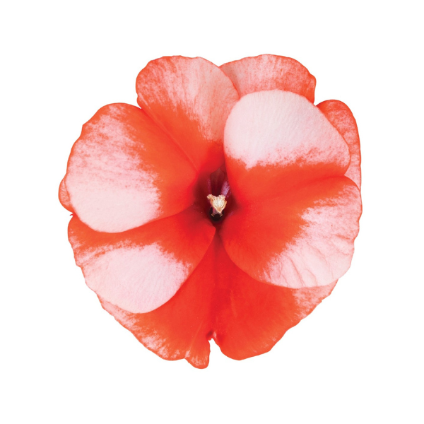 New Guinea impatiens hawkerii 'Petticoat Orange Star'