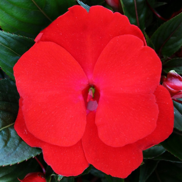 New Guinea impatiens hawkerii 'Petticoat True Red'