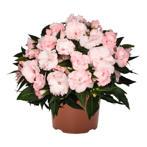 New Guinea impatiens hawkerii 'Rollercoaster Cotton Candy'