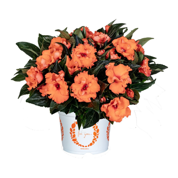 New Guinea impatiens hawkerii 'Rollercoaster Dark Coral'