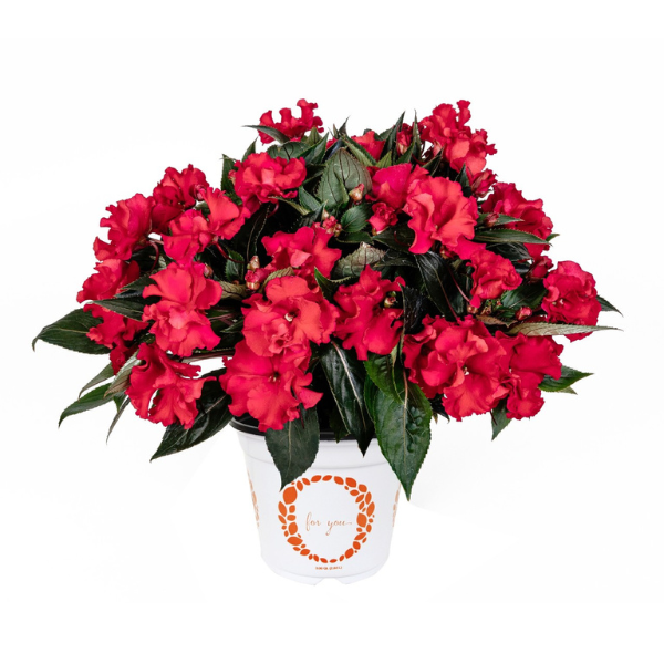 New Guinea impatiens hawkerii 'Rollercoaster Magenta'