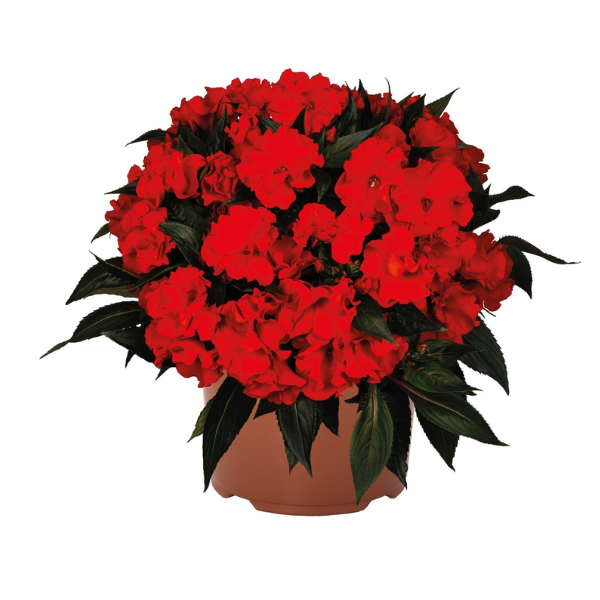 New Guinea impatiens hawkerii 'Rollercoaster Red Racer'