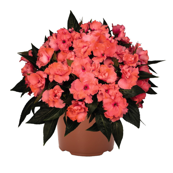 New Guinea impatiens hawkerii 'Rollercoaster Tangy Taffy'