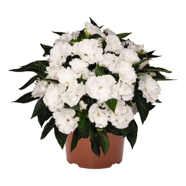 New Guinea impatiens hawkerii 'Rollercoaster White Lightning'