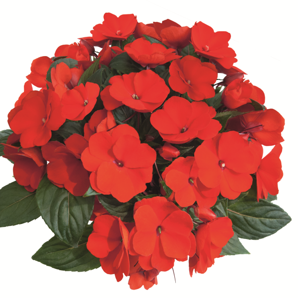 New Guinea impatiens hawkerii 'Paradise Orange'
