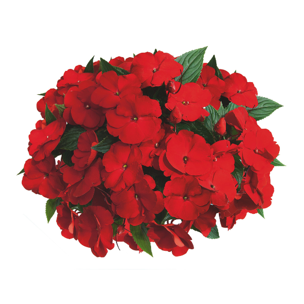 New Guinea impatiens hawkerii 'Paradise Red'