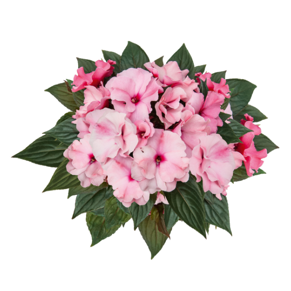 New Guinea impatiens hawkerii 'Paradise Rococo Beatrice'