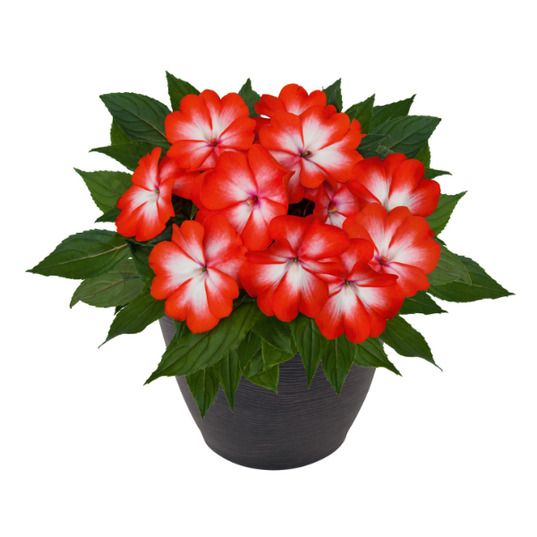 New Guinea impatiens hawkerii 'Paradise Select Orange Splash'