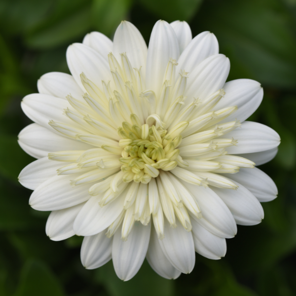 Osteospermum ecklonis '4D White'
