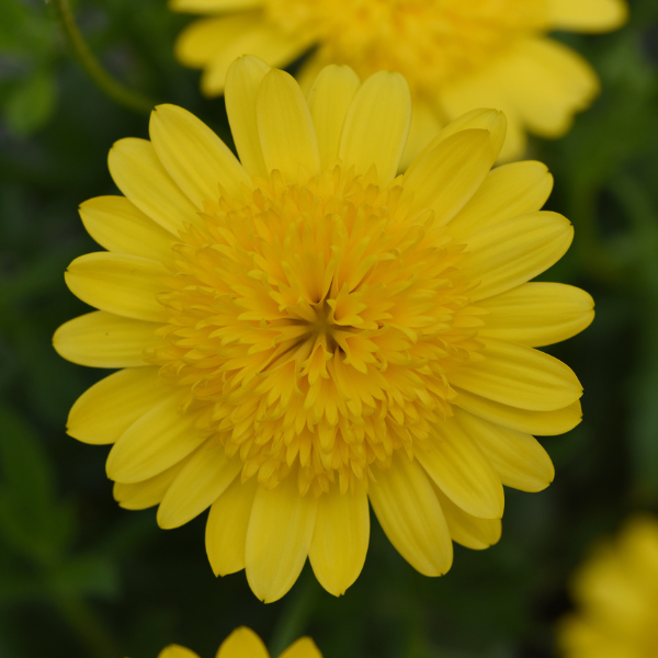 Osteospermum ecklonis '4D Yellow'