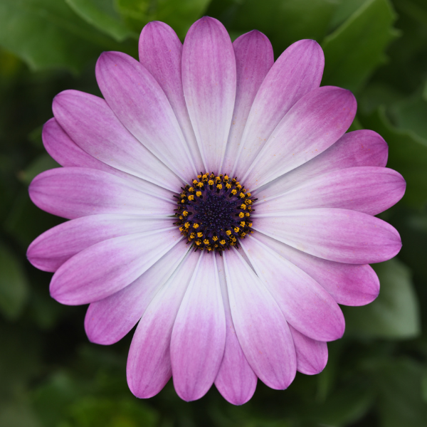 Osteospermum ecklonis 'FlowerPower Compact Pink with Eye'