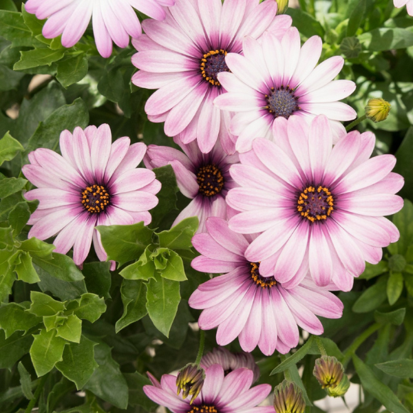 Osteospermum ecklonis 'Margarita Eclipse'