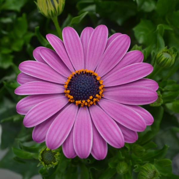 Osteospermum ecklonis 'Margarita Plus Lilac'