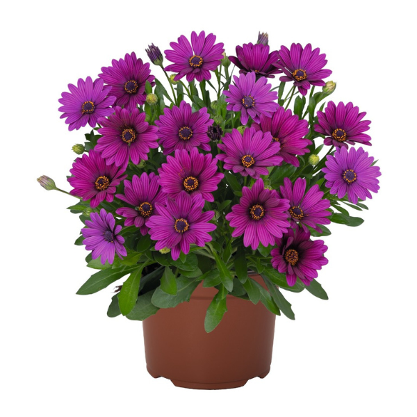 Osteospermum ecklonis 'Margarita Plus Purple'