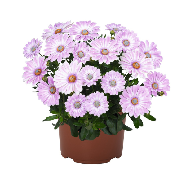 Osteospermum ecklonis 'Margarita Plus Zebra Pink'