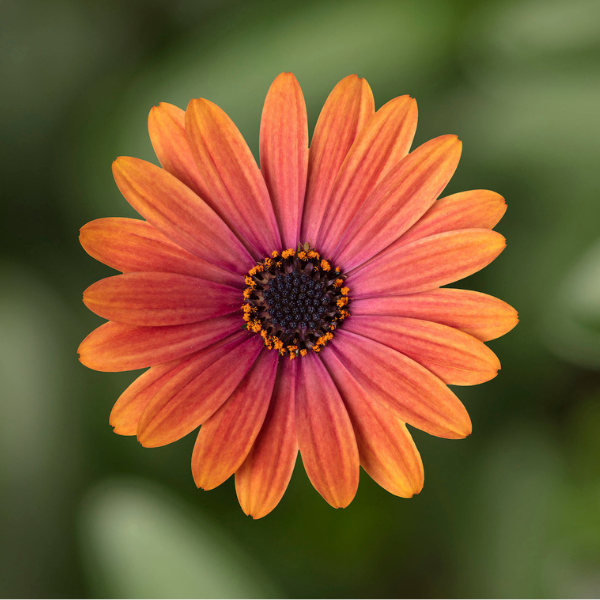 Osteospermum ecklonis 'Tradewinds Sunset'