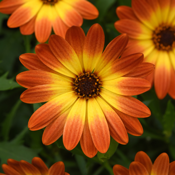 Osteospermum ecklonis 'Zion Orange Blast'