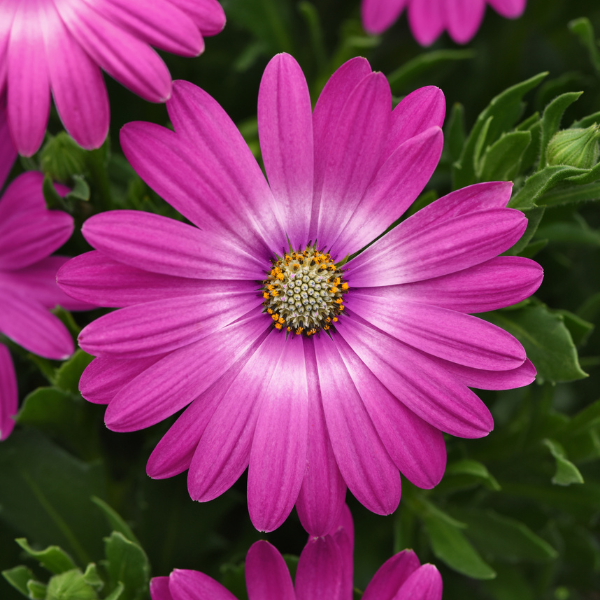 Osteospermum ecklonis 'Zion Pink Orbit'