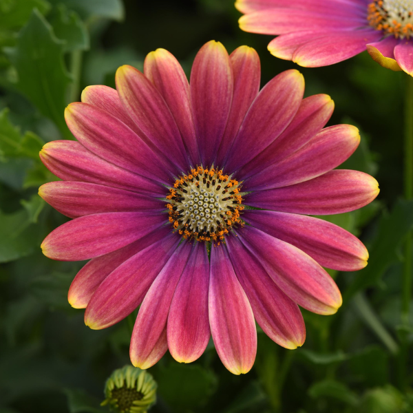Osteospermum ecklonis 'Zion Pink Sun'