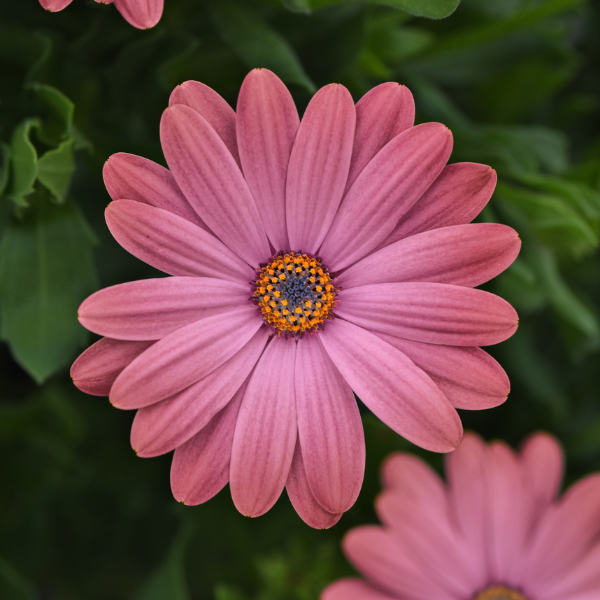 Osteospermum ecklonis 'Zion Rose Surprise'