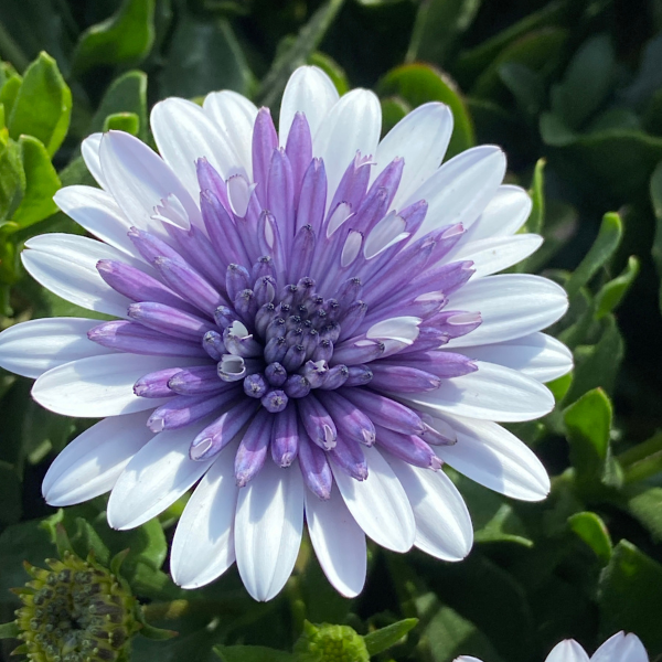 Osteospermum ecklonis '4D Blue Ice'