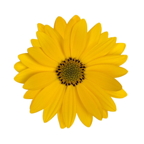 Osteospermum ecklonis 'Margarita Plus Yellow'