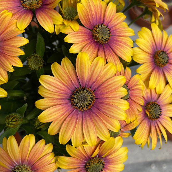 Osteospermum ecklonis 'Zion Apricot Sun'