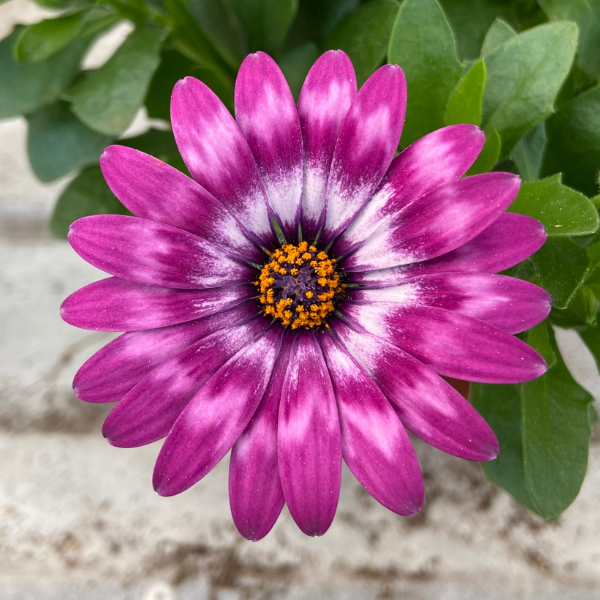 Osteospermum ecklonis 'Zion Violet Feather'