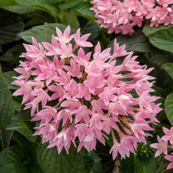 Pentas lanceolata 'Starcluster Cascade Blush'