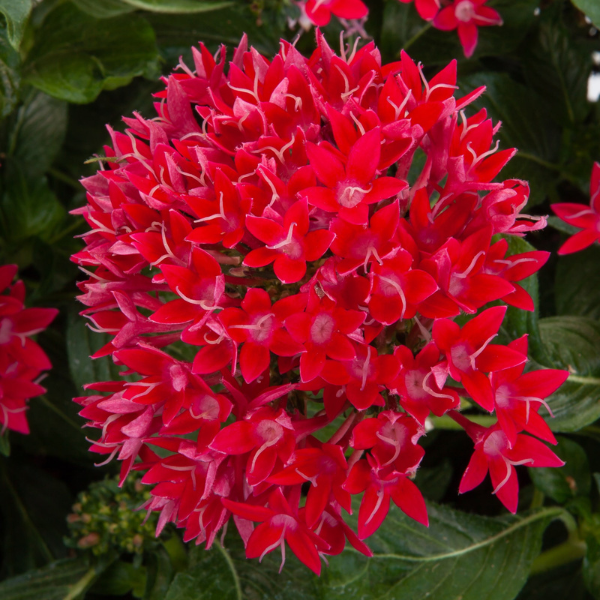 Pentas lanceolata 'Starcluster Cascade Red'