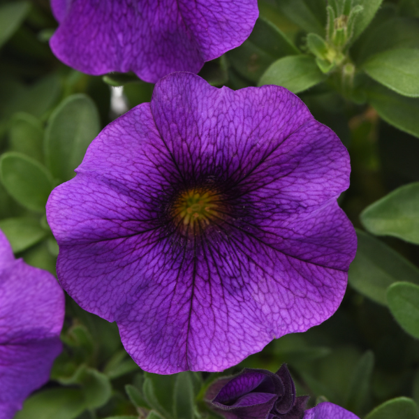 Petchoa hybrida 'EnViva Blue'