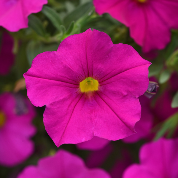 Petchoa hybrida 'EnViva Pink'