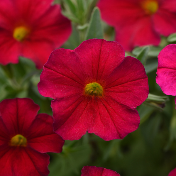 Petchoa hybrida 'EnViva Red'