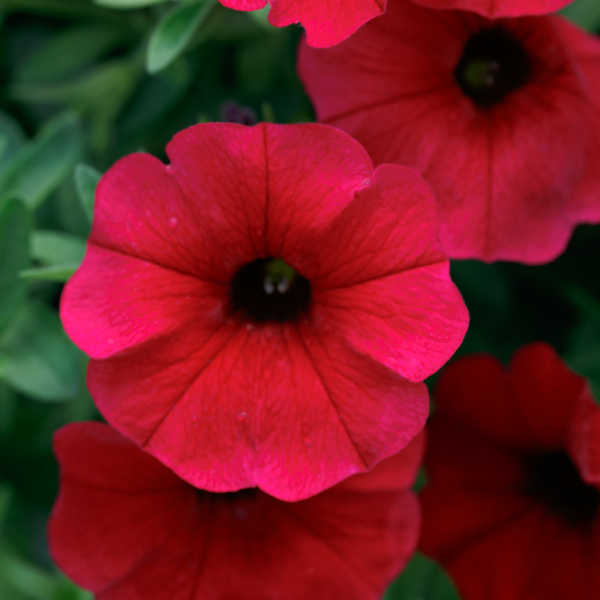 Petchoa hybrida 'SuperCal Royal Red'