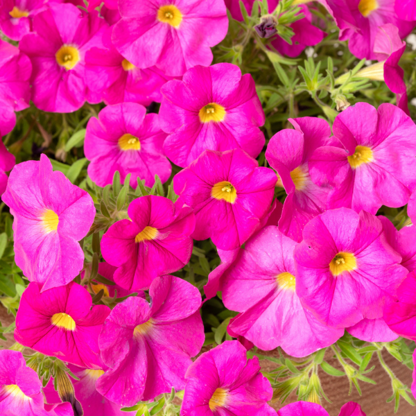 Petchoa hybrida 'SuperCal Shocking Pink'