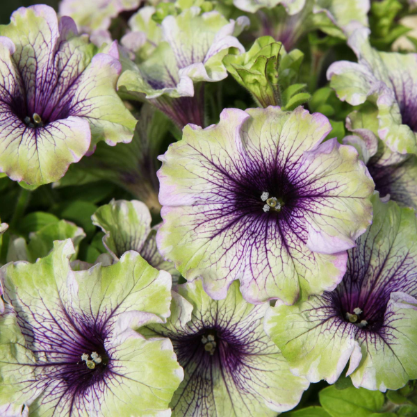 Petunia hybrida 'Amazonas Plum Cockatoo'