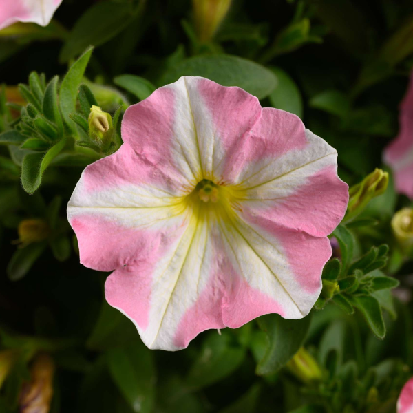 Petunia hybrida 'Amore Princess Pink'