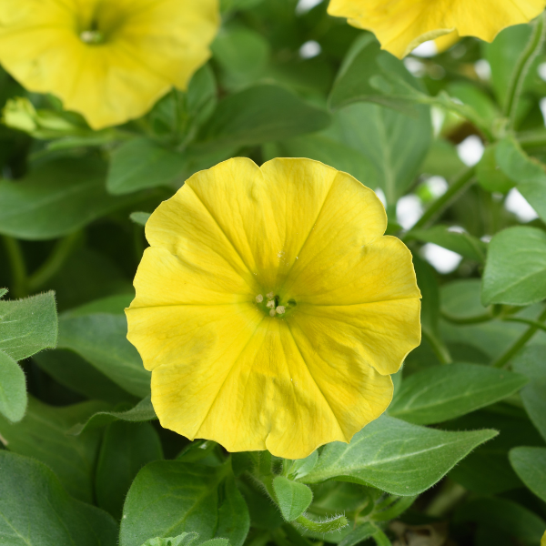 Petunia hybrida 'Capella Hello Yellow'