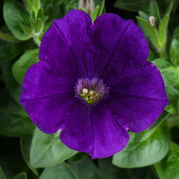 Petunia hybrida 'Capella Indigo'