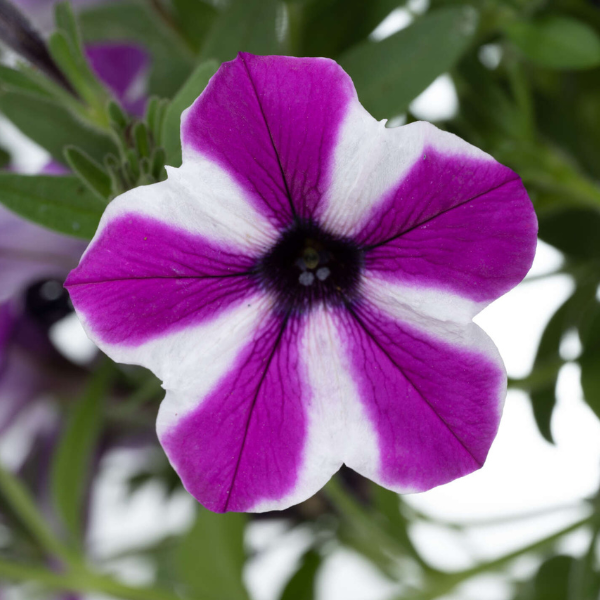 Petunia hybrida 'Capella Magenta Diamond'