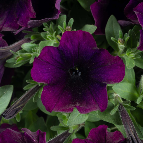 Petunia hybrida 'Capella Mulberry'