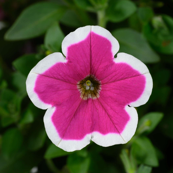 Petunia hybrida 'Capella Rim Fuchsia'