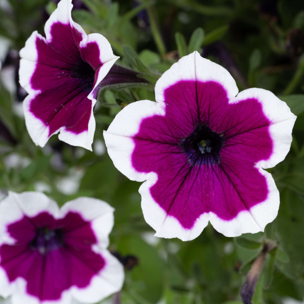 Petunia hybrida 'Capella Rim Raspberry'