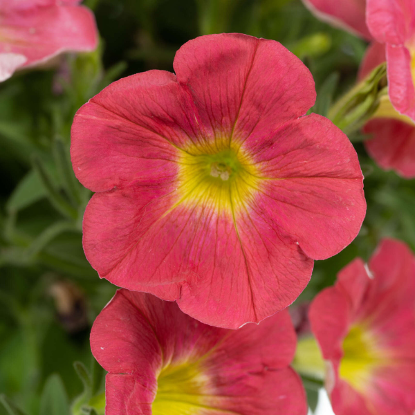 Petunia hybrida 'Capella Salmon'