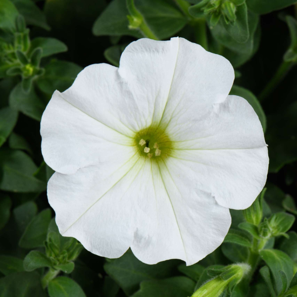 Petunia hybrida 'Capella White'