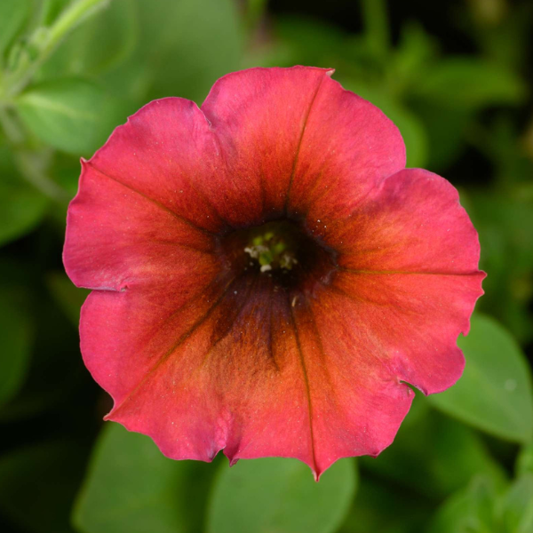 Petunia hybrida 'Cascadias Arizona Sky'