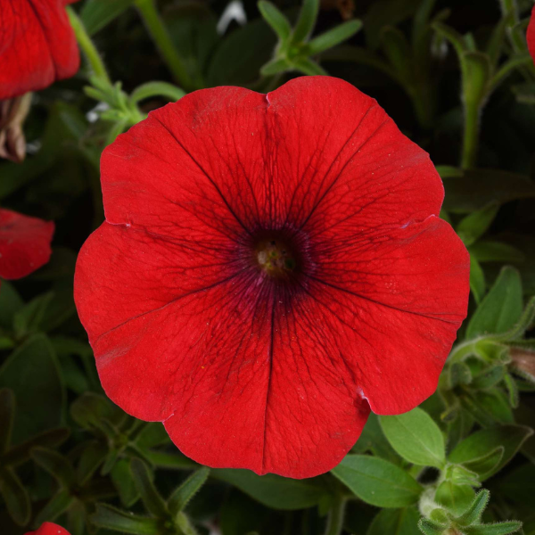 Petunia hybrida 'Cascadias Chili Red'