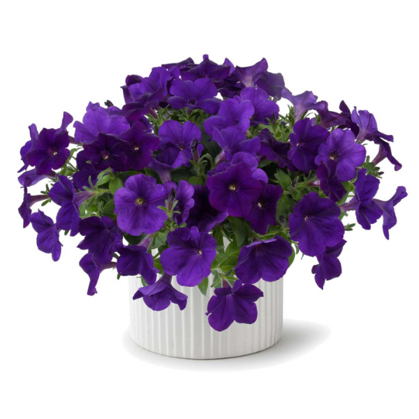 Petunia hybrida 'Cascadias Indigo'